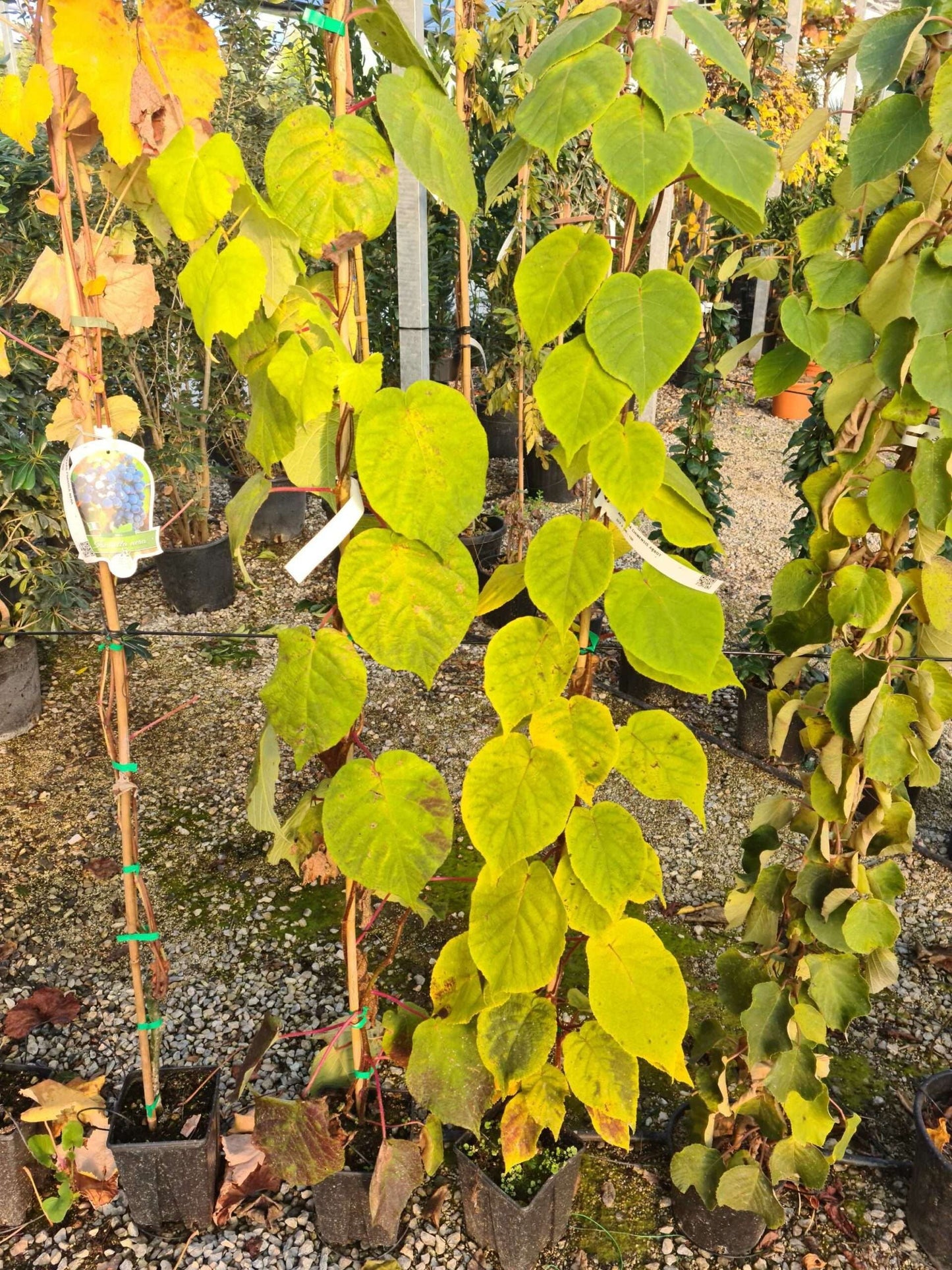 ACTINIDIA chinensis 'Maschio'