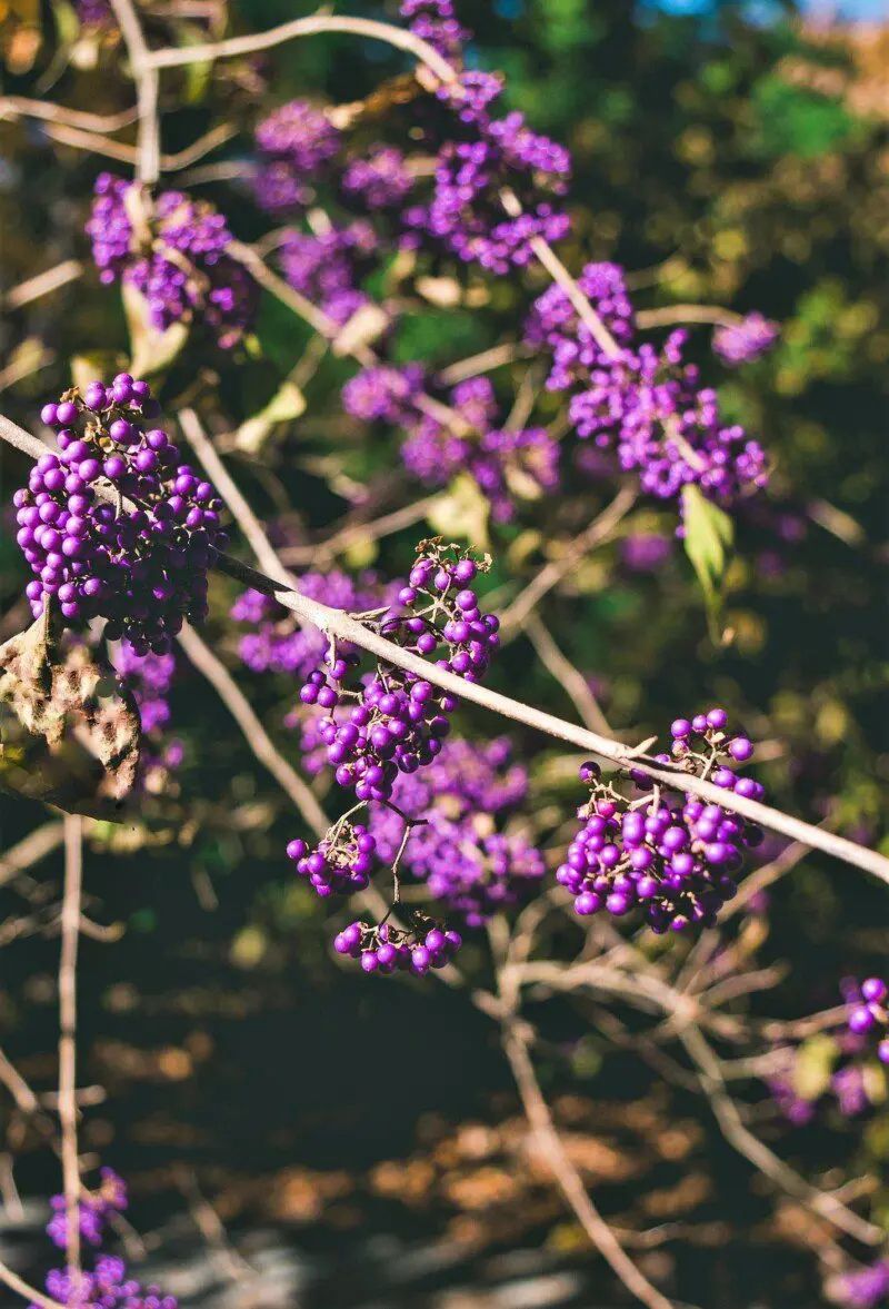 CALLICARPA bodinieri 'Profusion'
