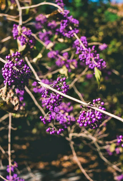CALLICARPA bodinieri 'Profusion'
