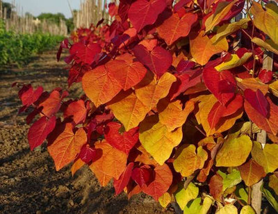 CERCIS canadensis 'Eternal Flame'