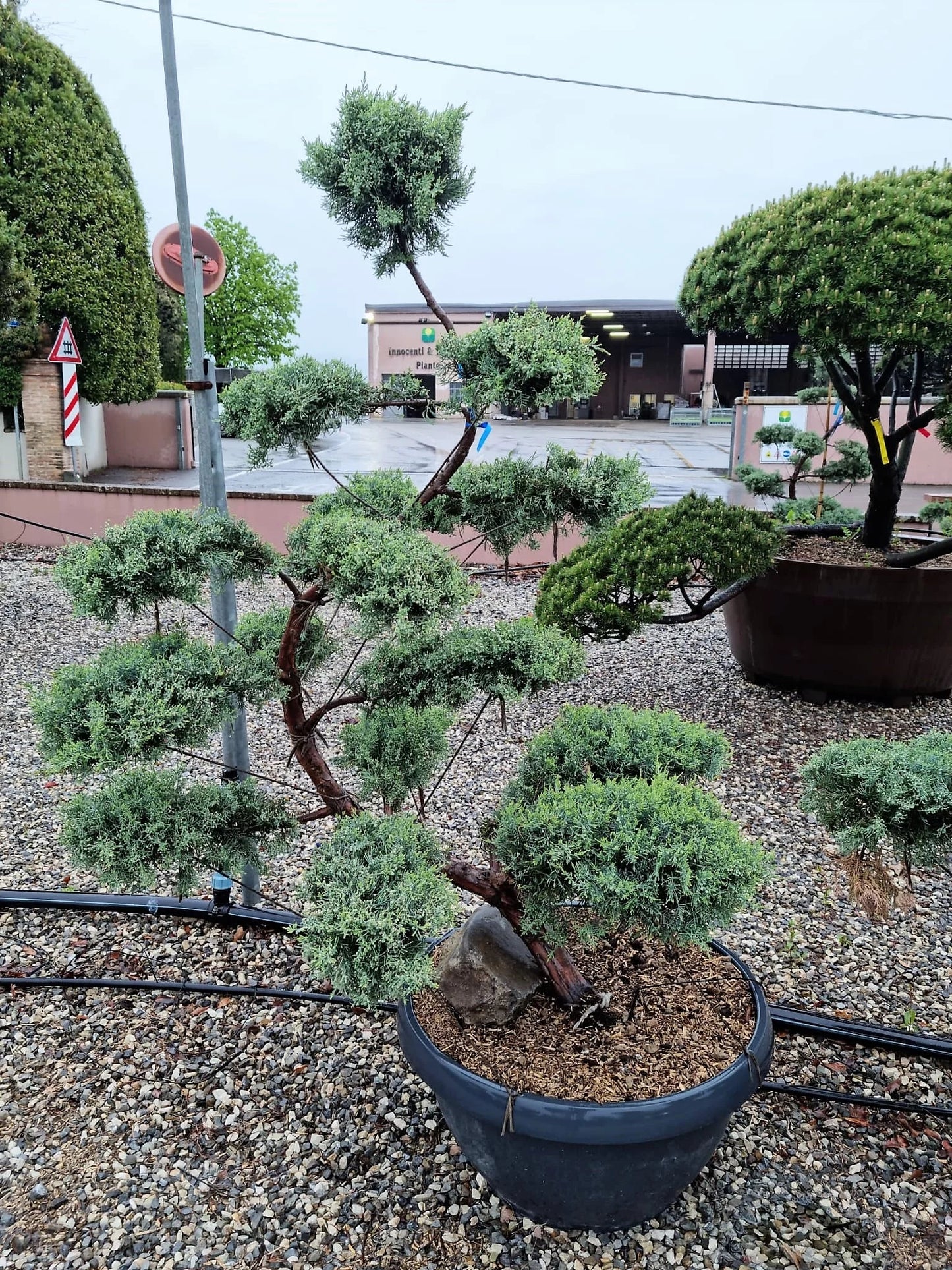JUNIPERUS virginiana 'Hetzii Glauca'