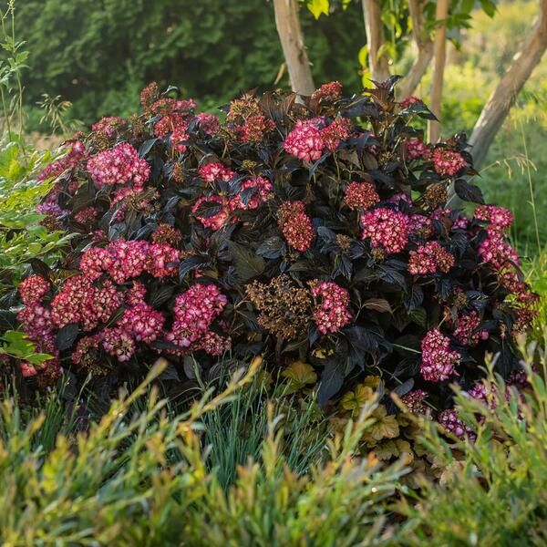 HYDRANGEA macrophylla 'Eclipse' FE ®