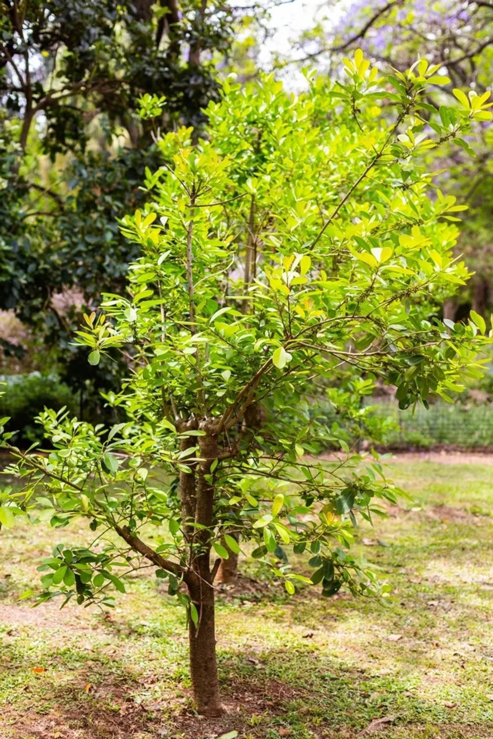 ILEX paraguariensis 'Garden 2 Cup' ®