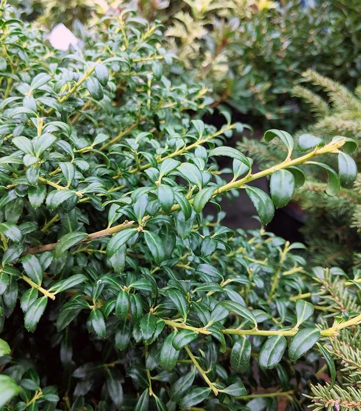 ILEX crenata 'Soft Touch'