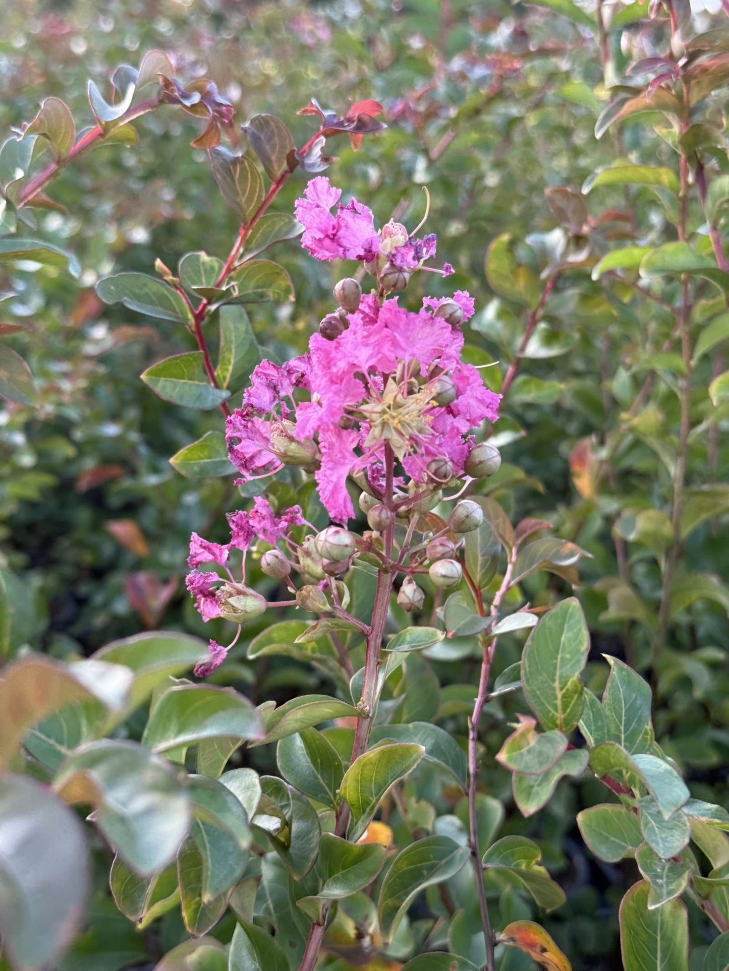 LAGERSTROEMIA indica 'Turenne'
