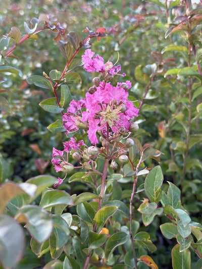 LAGERSTROEMIA indica 'Turenne'