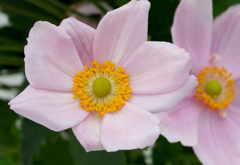 ANEMONE hybrida 'Loreley'