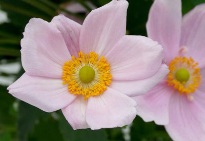 ANEMONE hybrida 'Loreley'