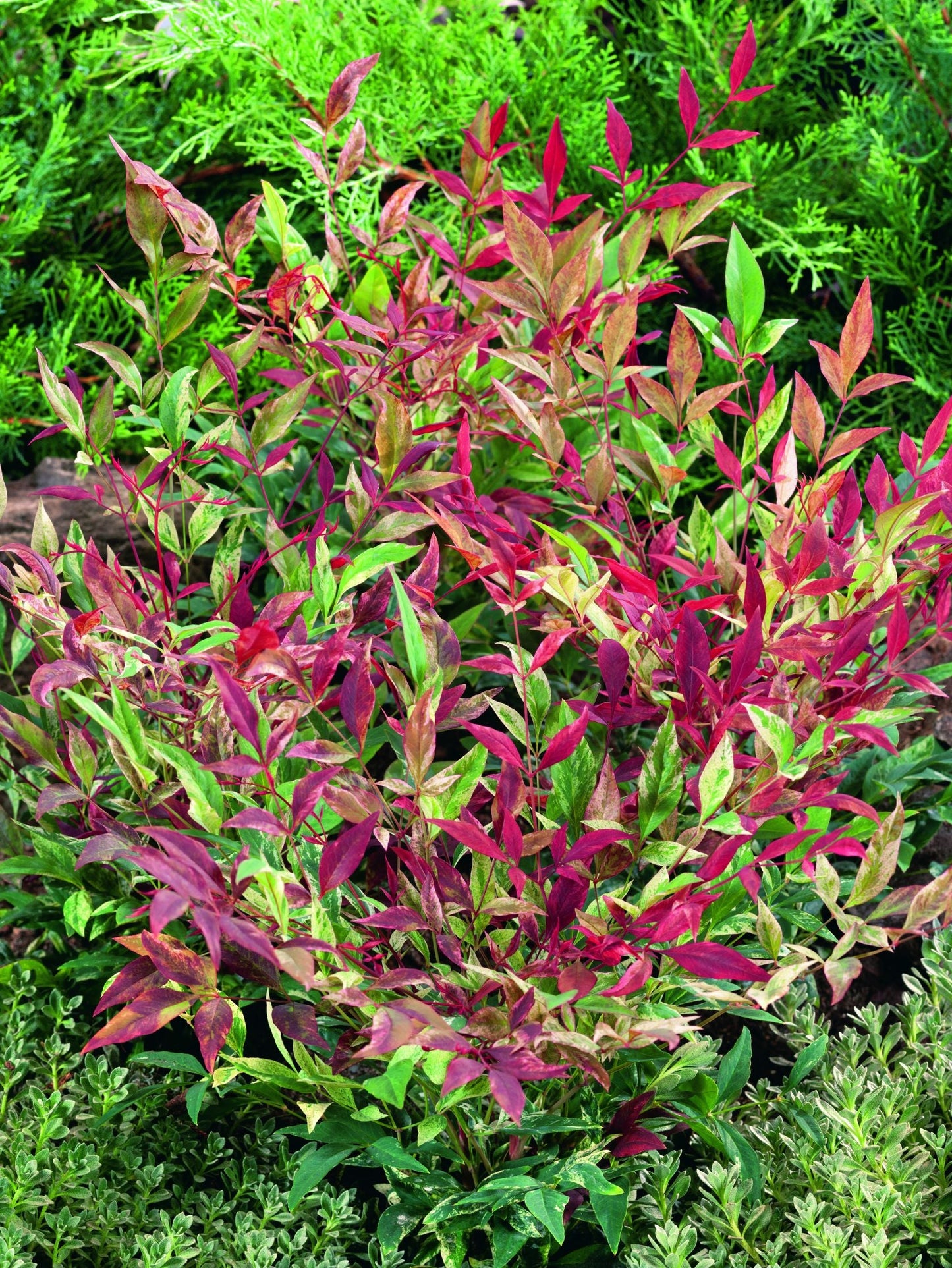 NANDINA domestica 'Red Light' ®