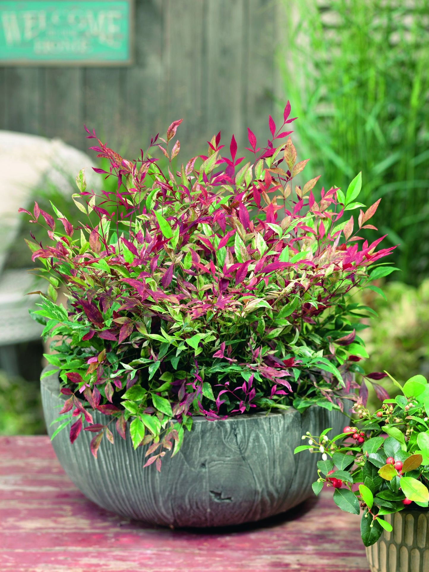 NANDINA domestica 'Red Light' ®