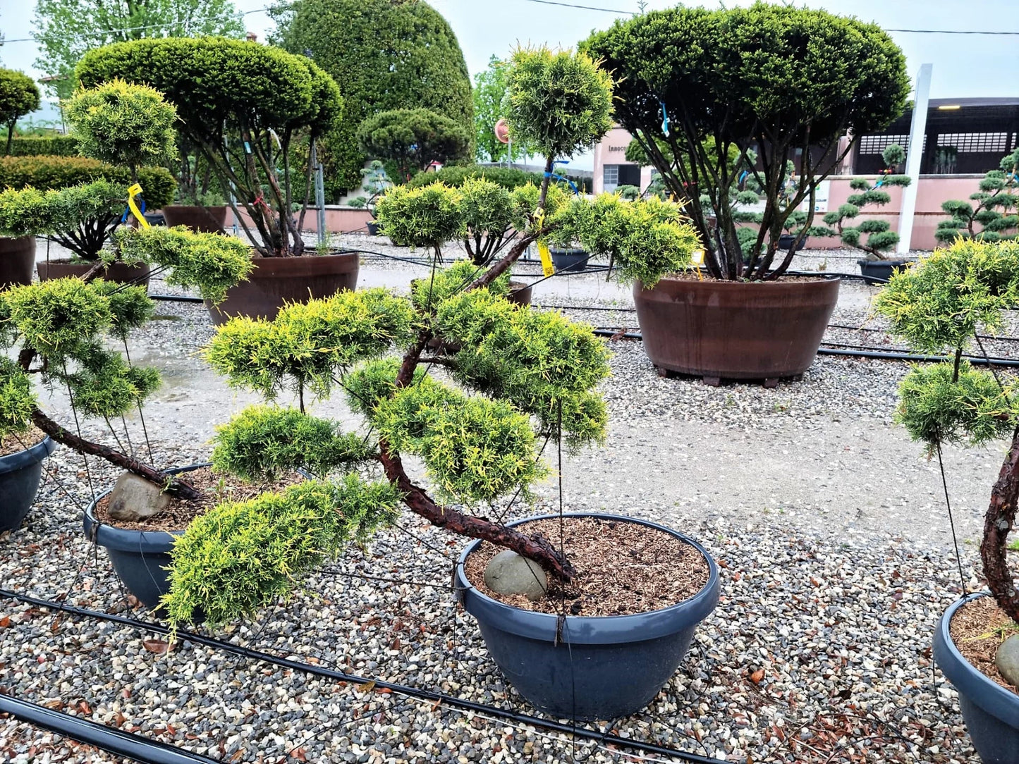 JUNIPERUS x pfitzeriana 'Pfitzeriana Compacta'