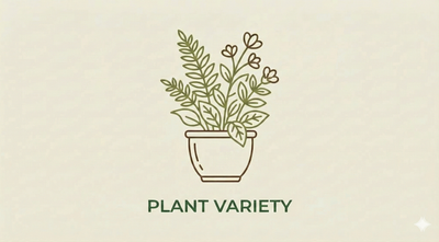 JUNIPERUS x pfitzeriana 'Golden Saucer'
